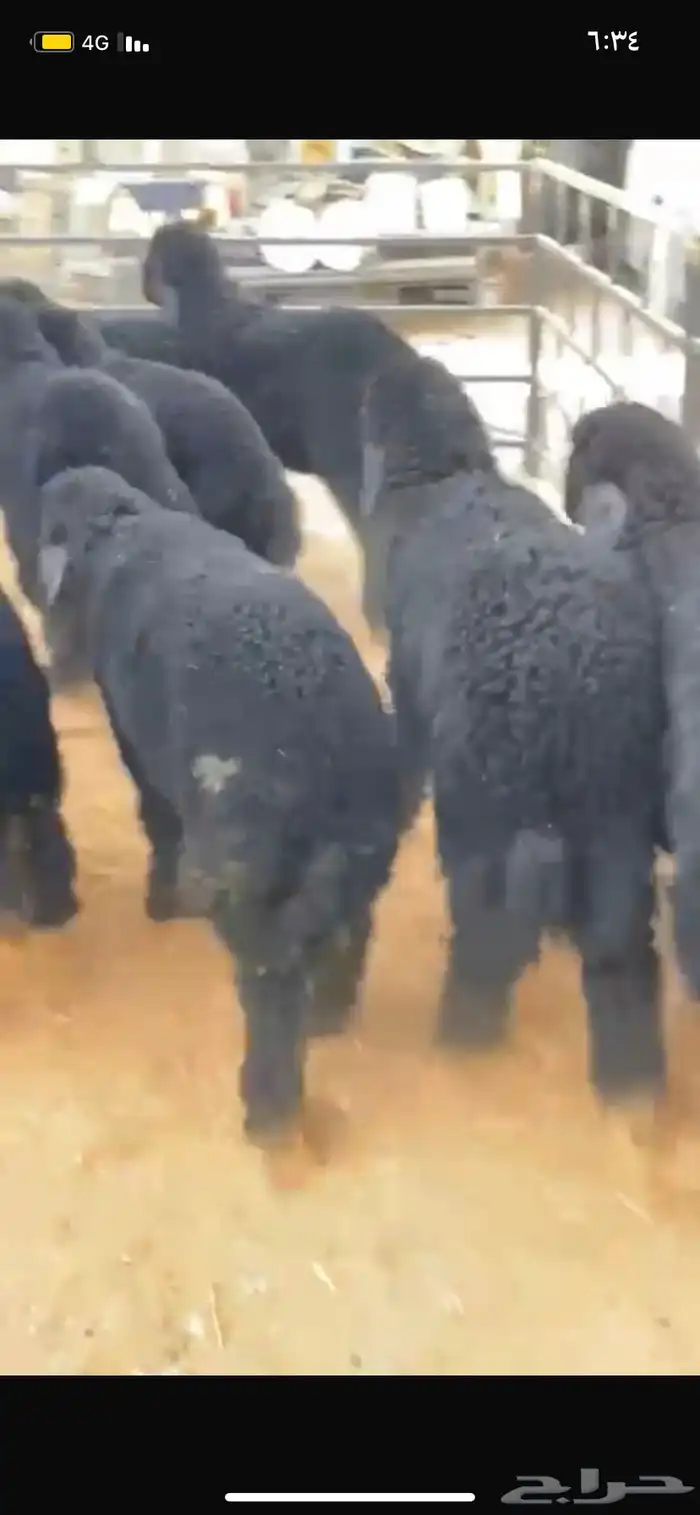 بهم نعيم طيب 1