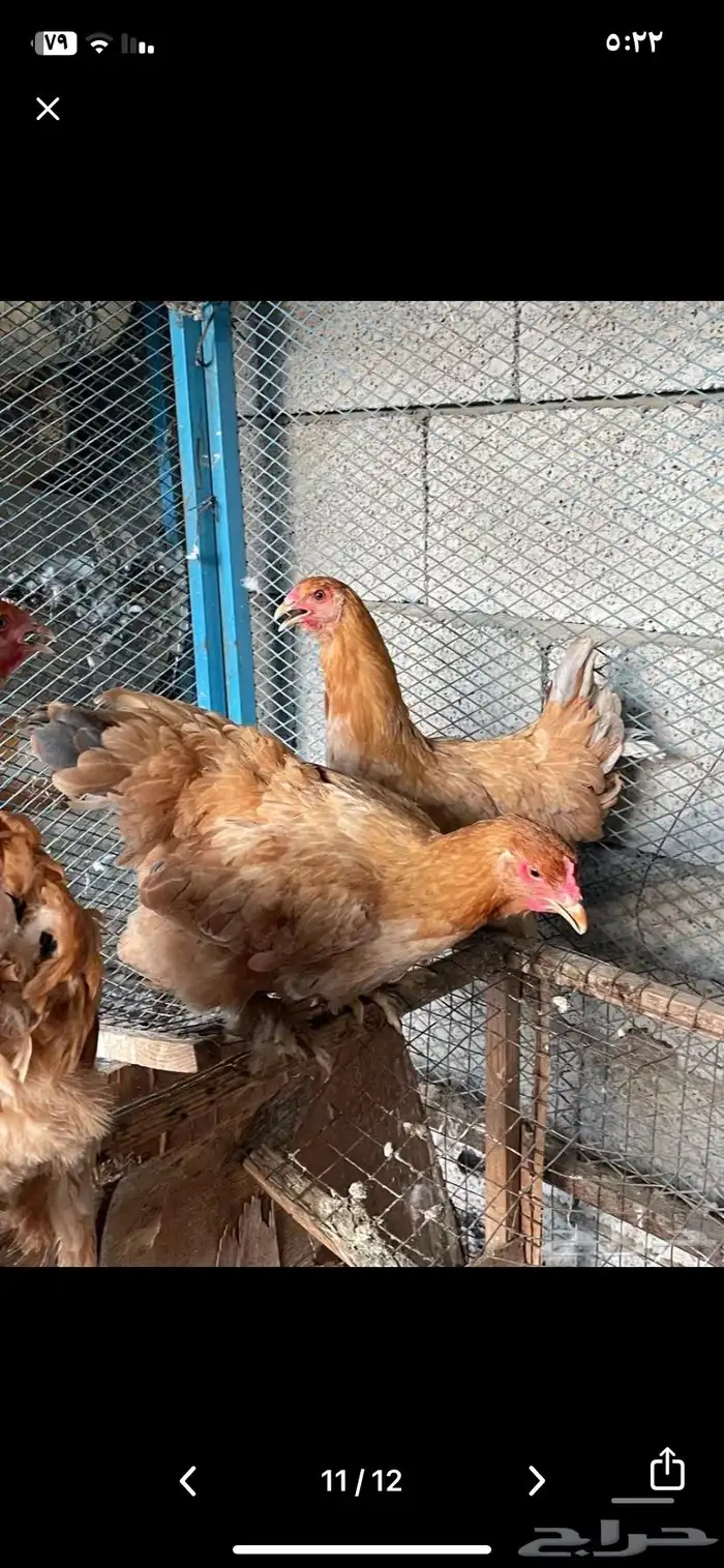 دجاج براهما منتج شرط 7