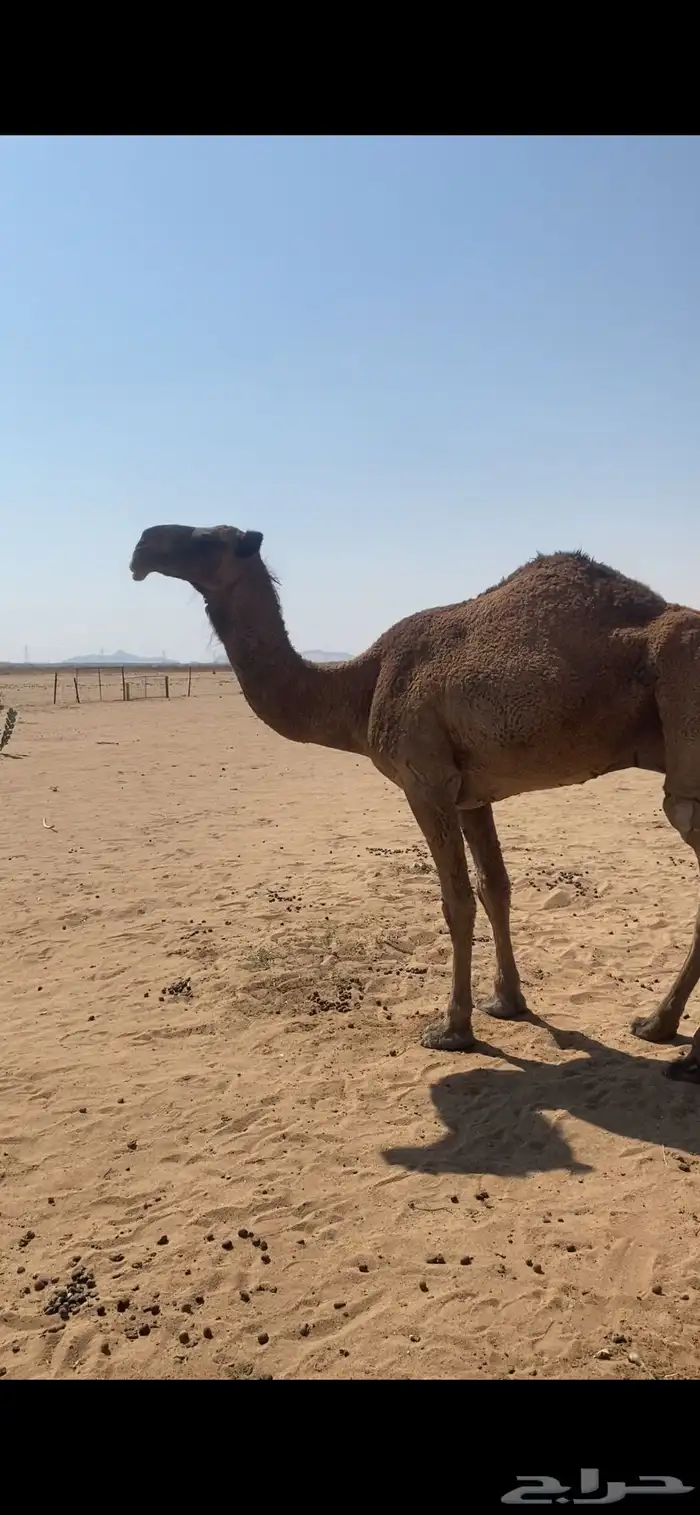 ناقة كفو ضالع 0