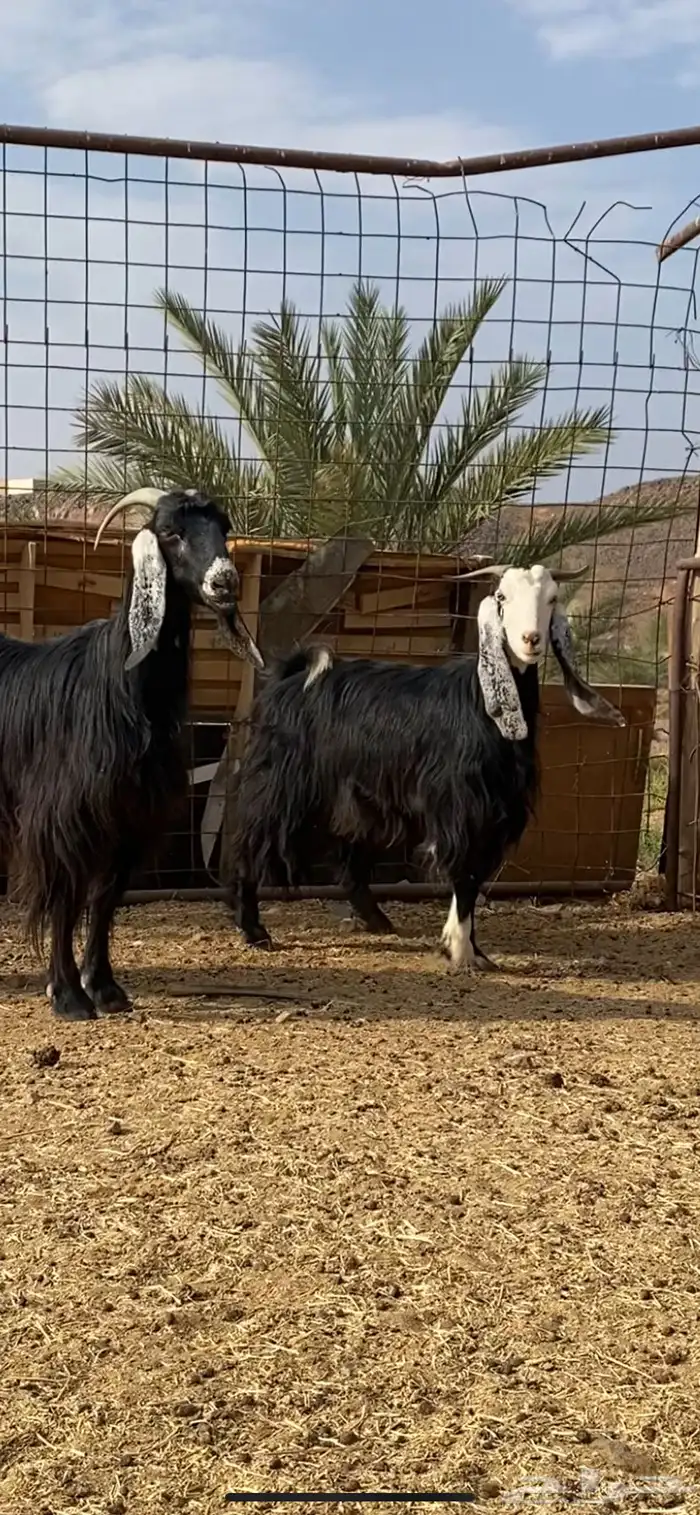 معزا دفيع وضريع ( تم البيع ) 0