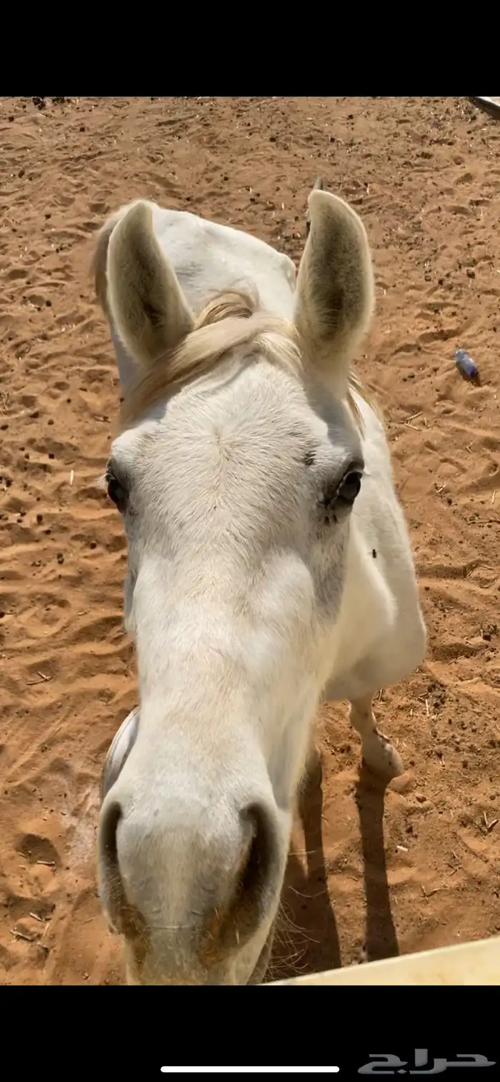 مهره فاخره 0