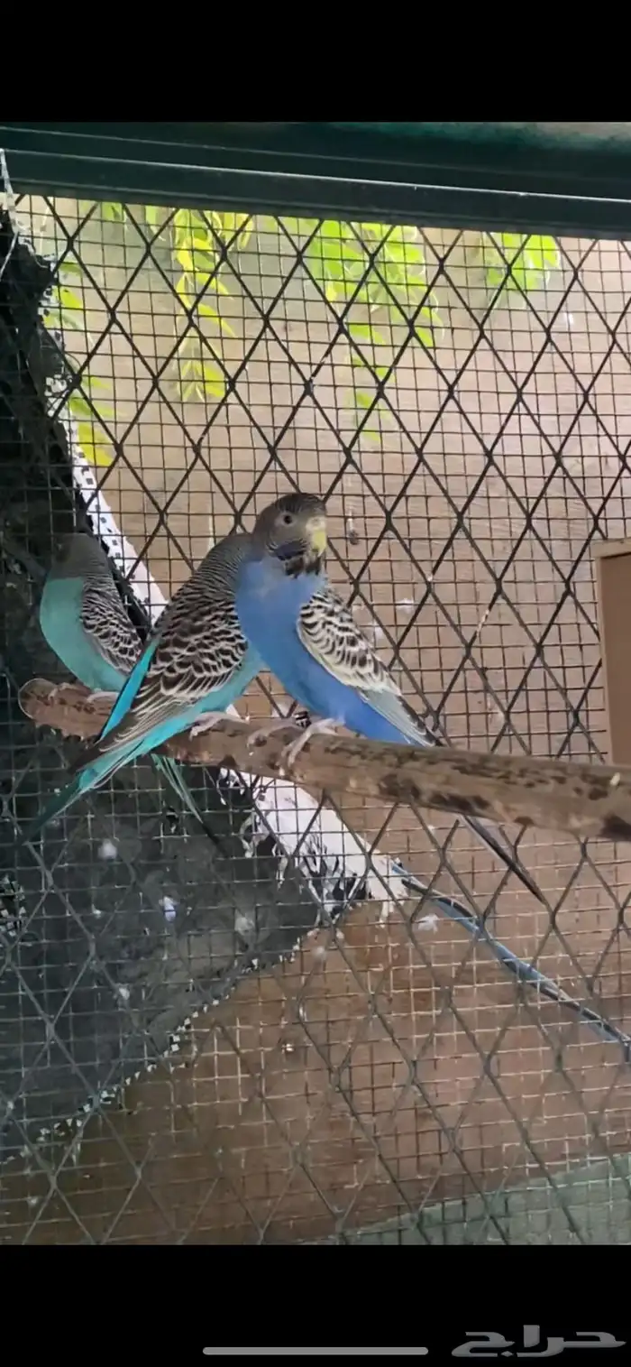 بادجي بلاك وينق 2