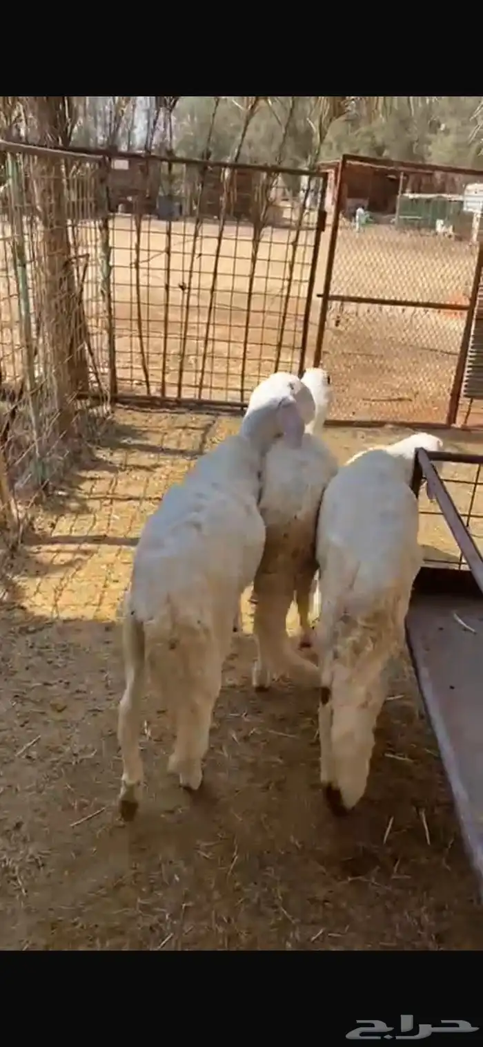 3 خرفان سواكن طيبة ونظيفة للبيع 1