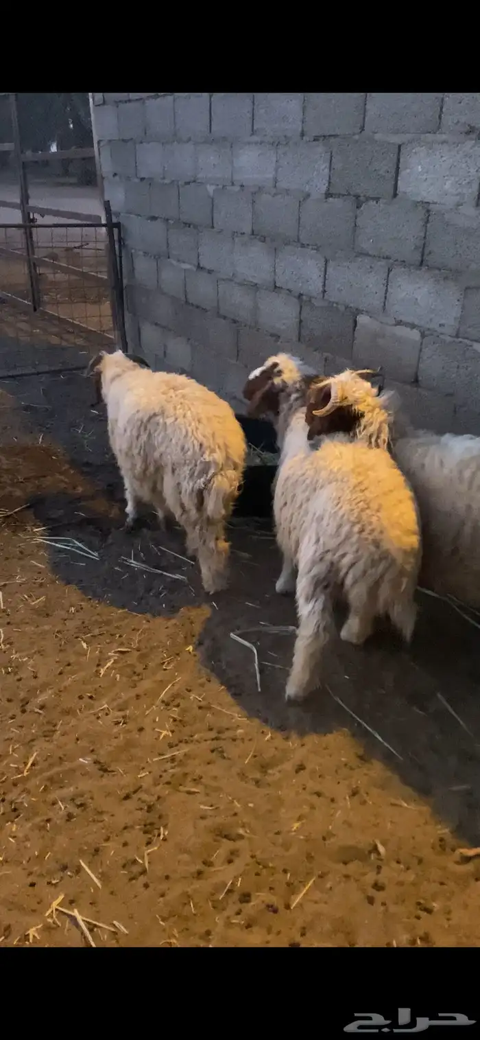 للبيع 3 خرفان هرافي 2