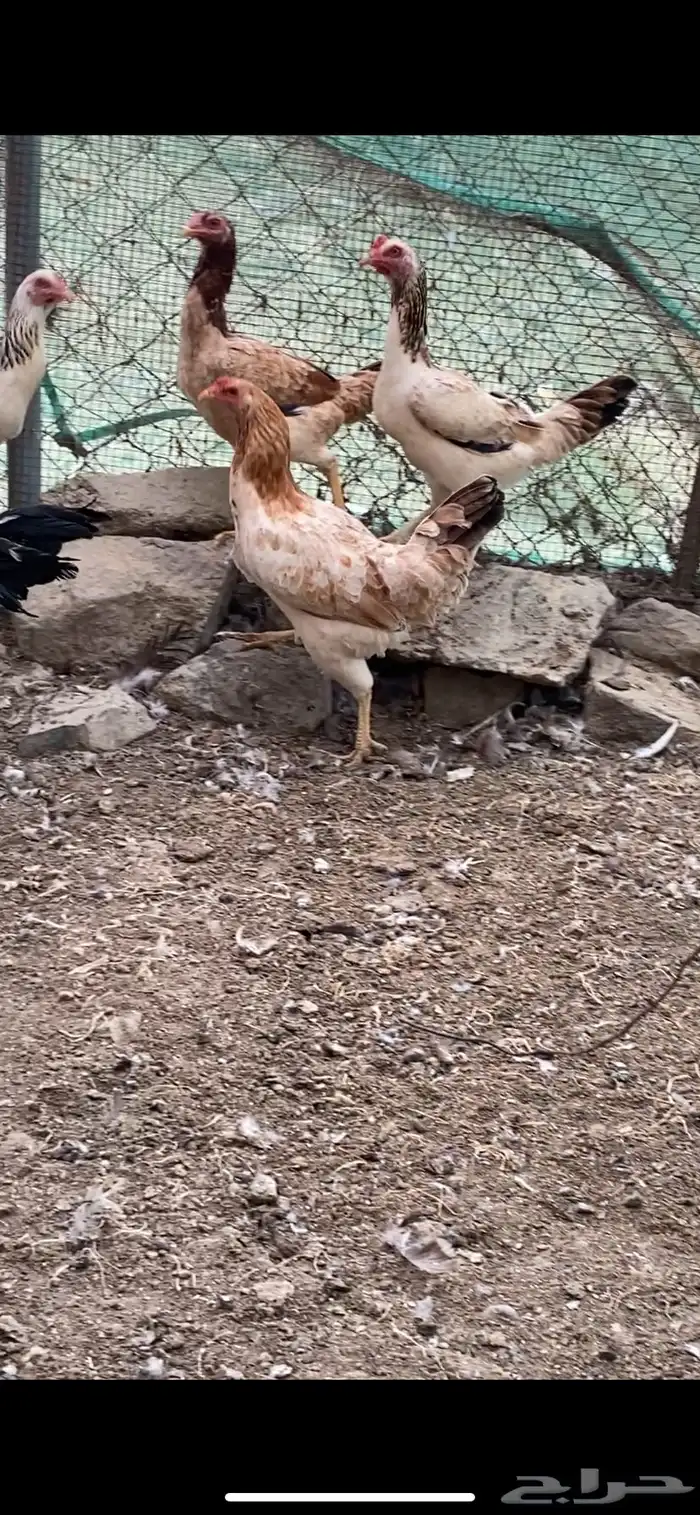 دجاج باكستاني سندي 2