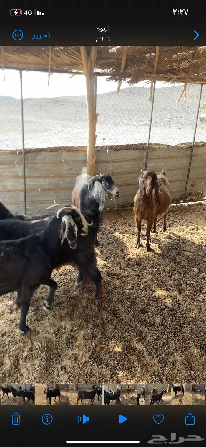 معزا طيبات ماشاءالله تبارك الله 4