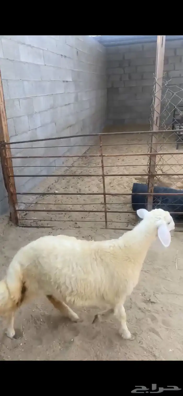 اربع رخال فلل الفل - اعمارها 4 اشهور وعليها 7