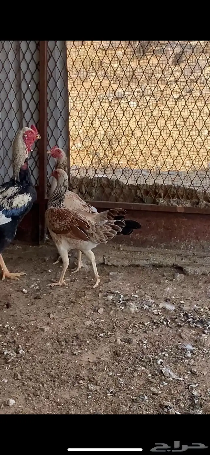 دجاج باكستاني سندي 4