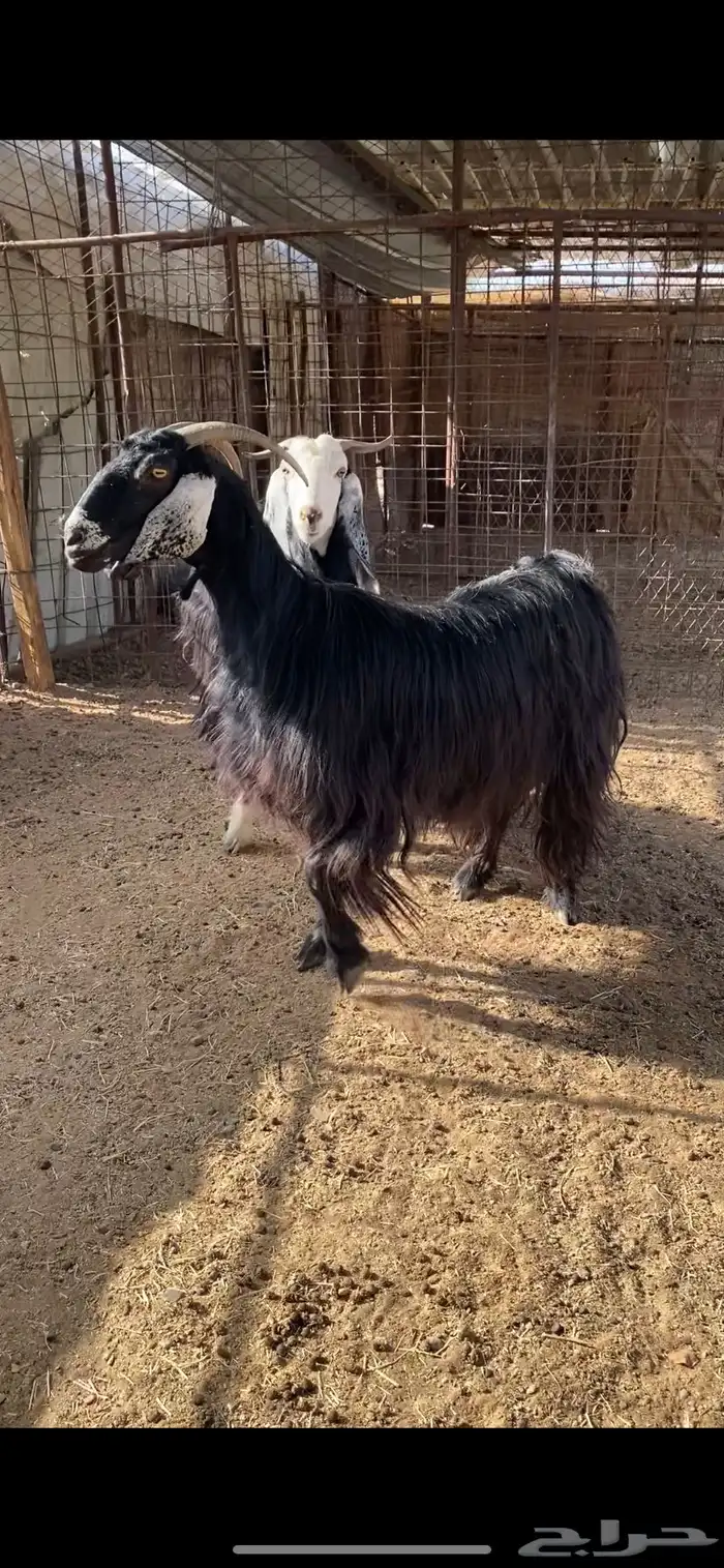 معزا دفيع وضريع ( تم البيع ) 6