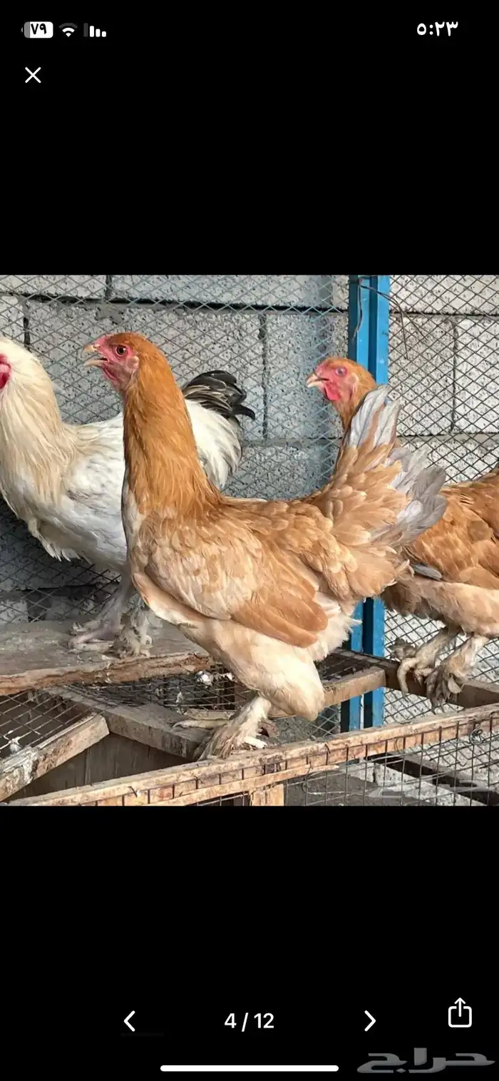 دجاج براهما منتج شرط 5