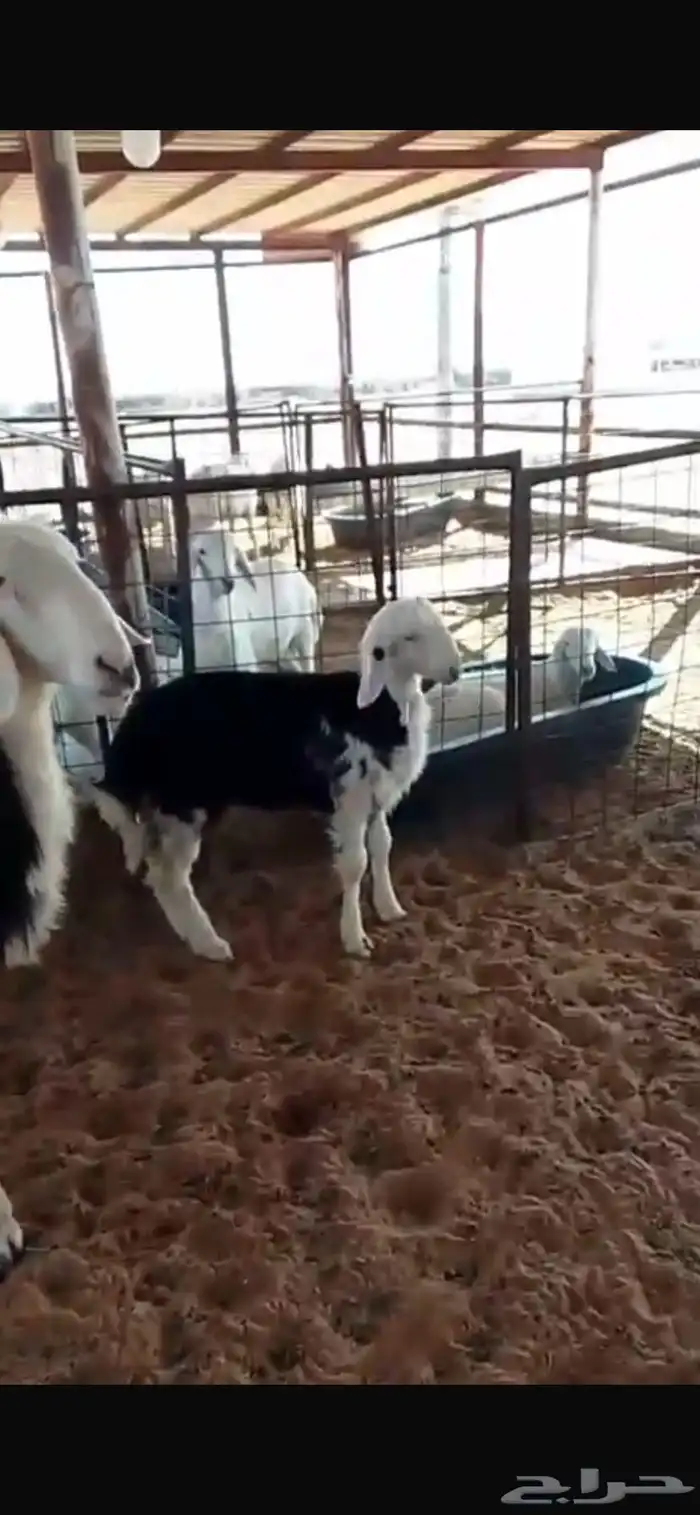 شاة معها رخل 0