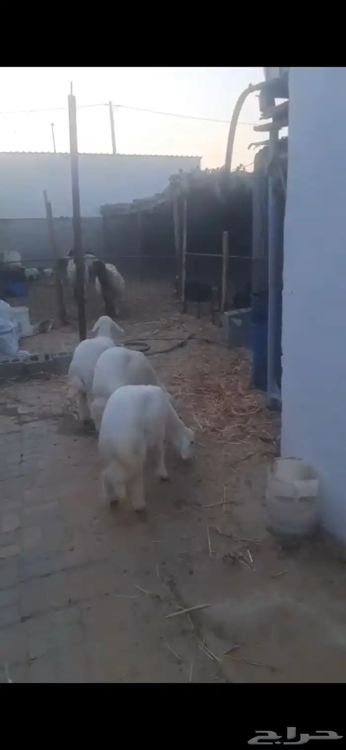 اربع رخال فلل الفل - اعمارها 4 اشهور وعليها 3