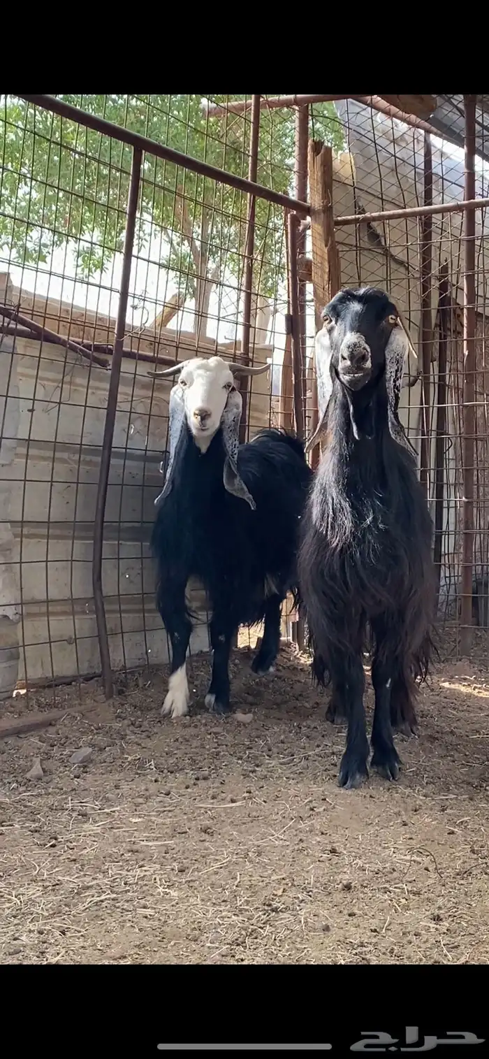 معزا دفيع وضريع ( تم البيع ) 7