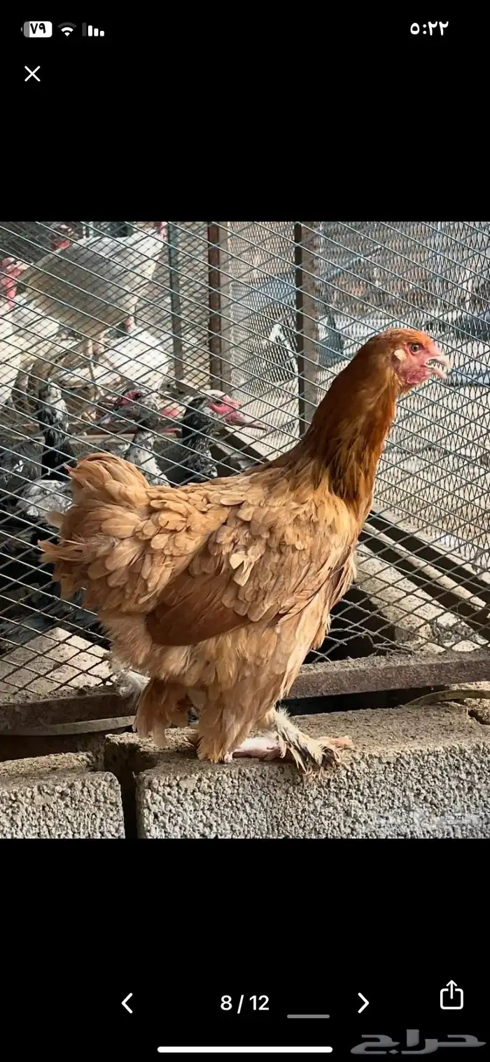 دجاج براهما منتج شرط 3