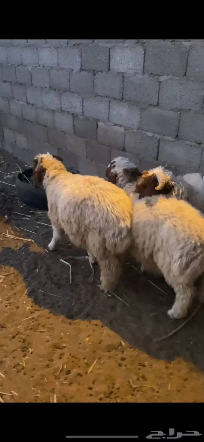 للبيع 3 خرفان هرافي 6