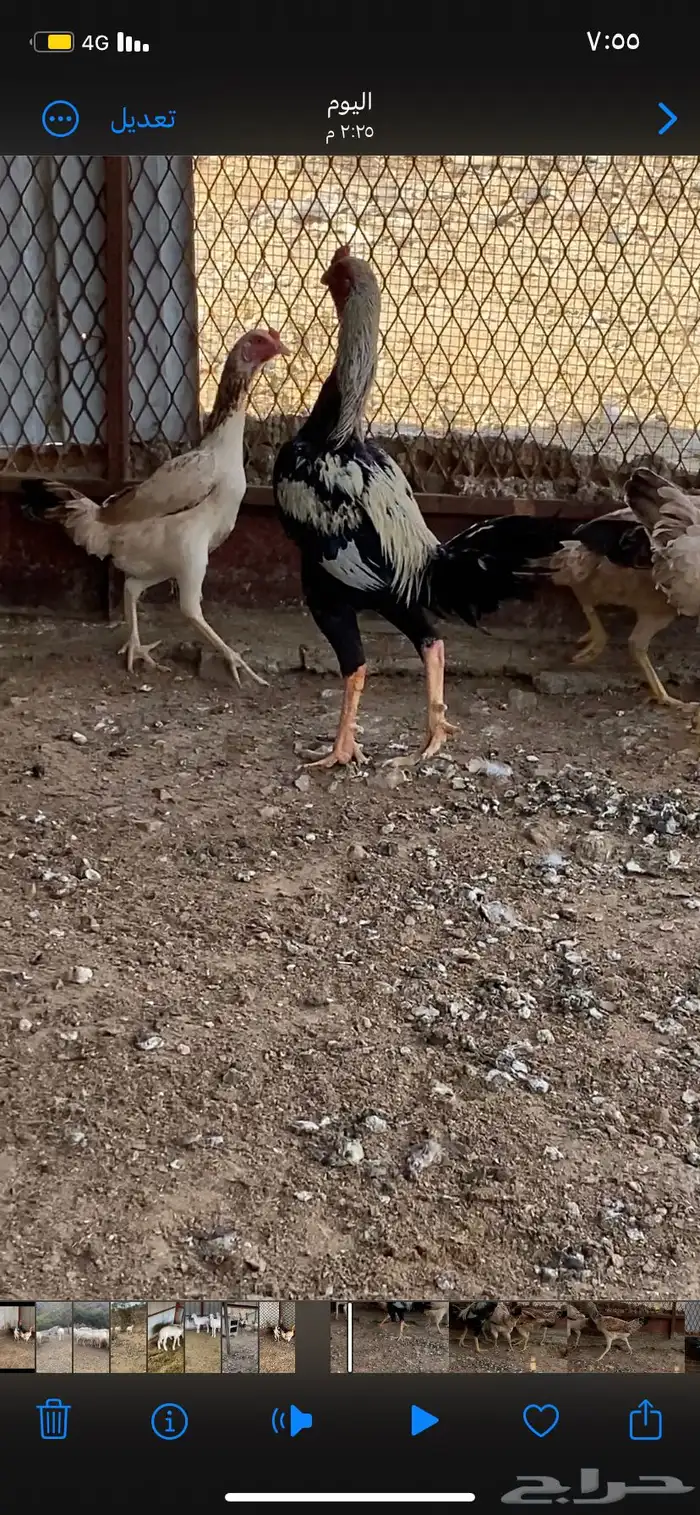 دجاج باكستاني سندي 7