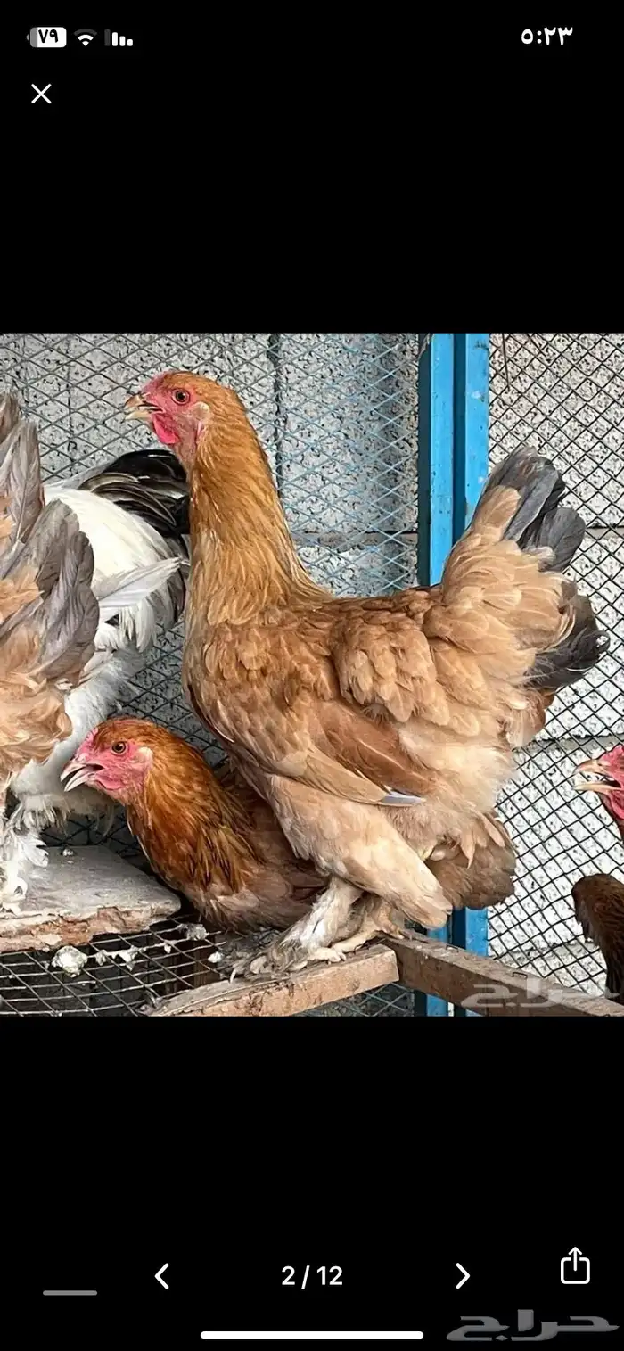 دجاج براهما منتج شرط 0