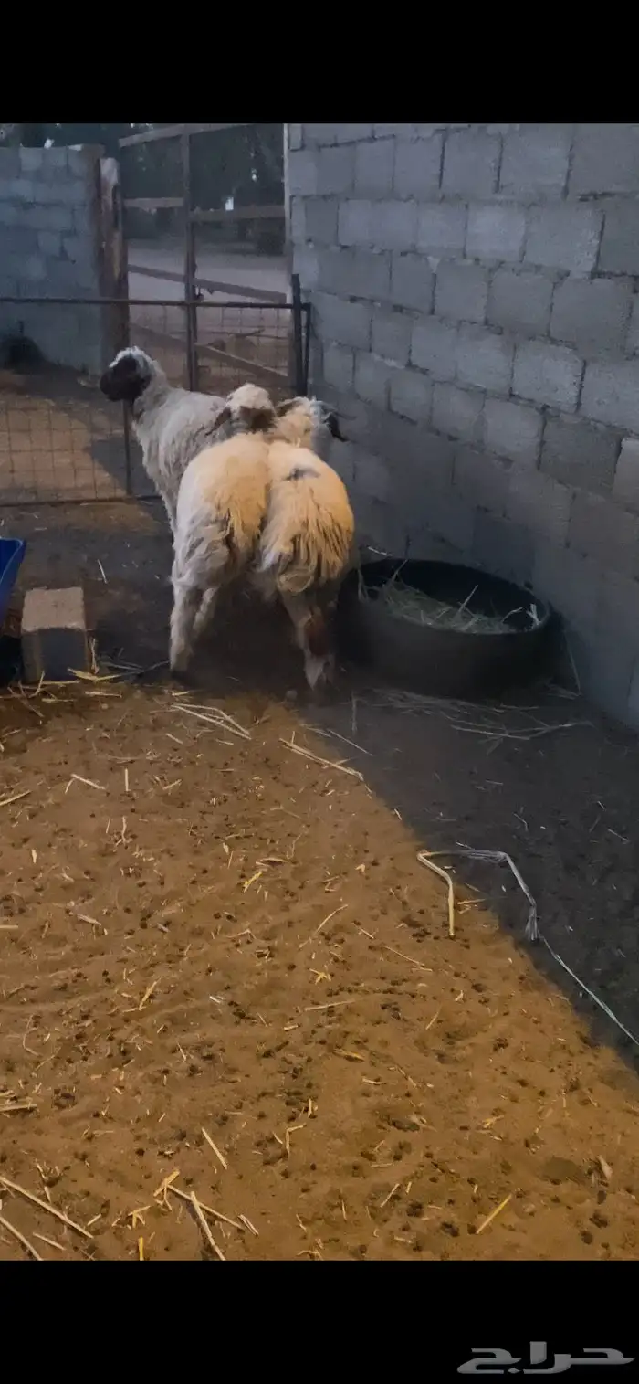 للبيع 3 خرفان هرافي 3