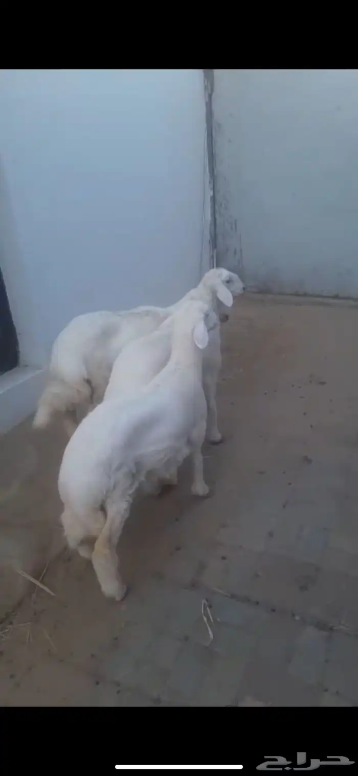 اربع رخال فلل الفل - اعمارها 4 اشهور وعليها 5