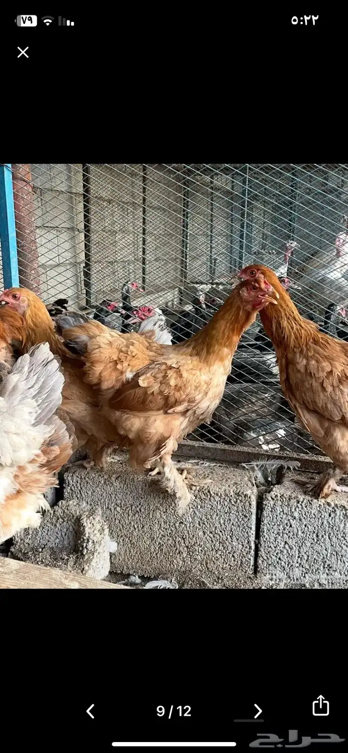 دجاج براهما منتج شرط 2