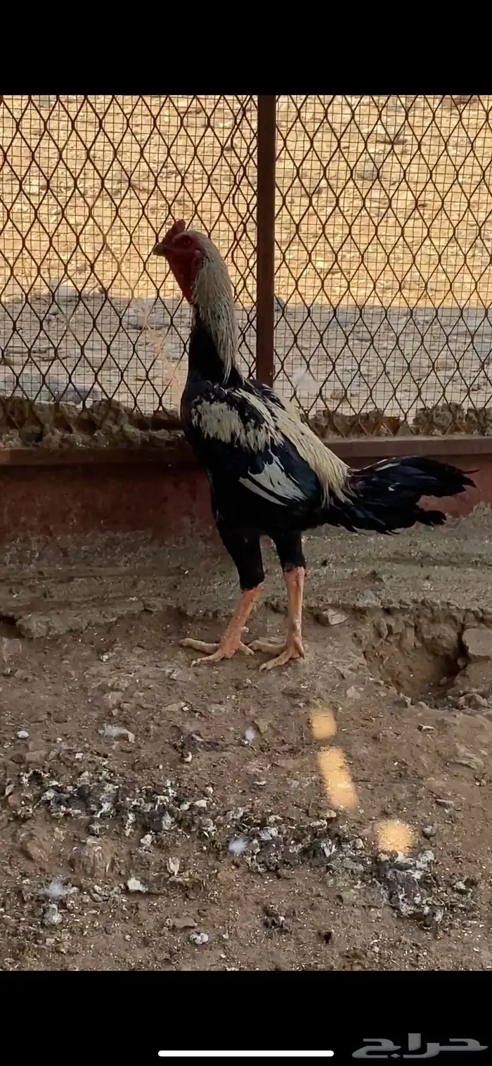 دجاج باكستاني سندي 8