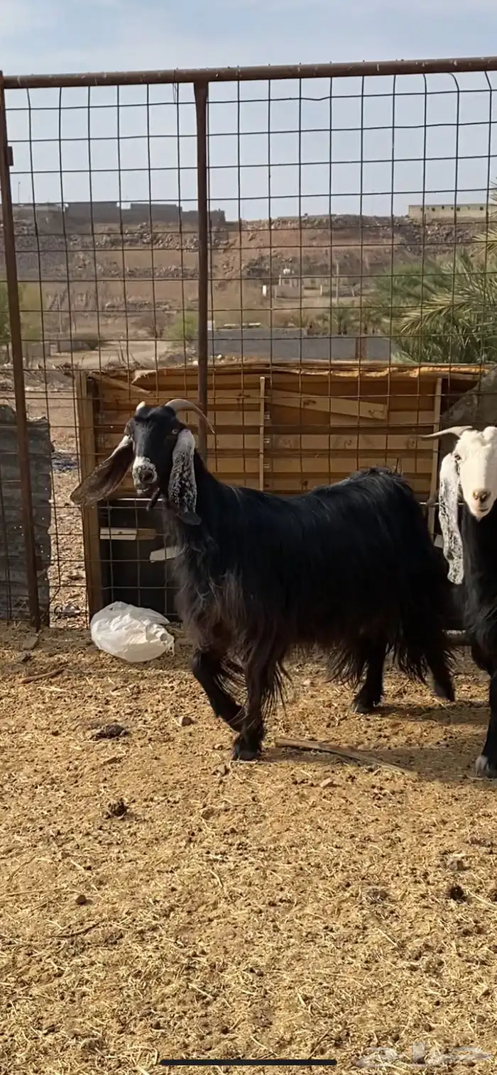 معزا دفيع وضريع ( تم البيع ) 2