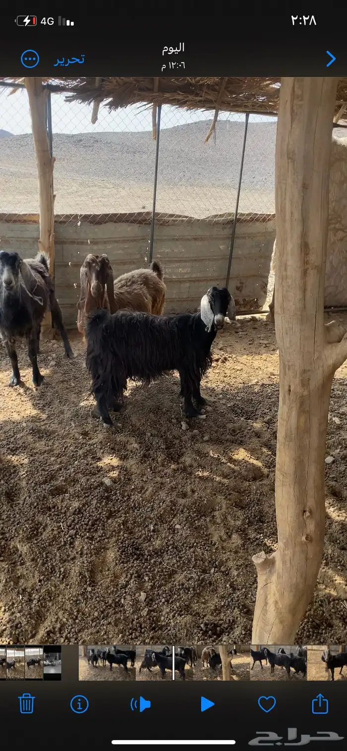 معزا طيبات ماشاءالله تبارك الله 1