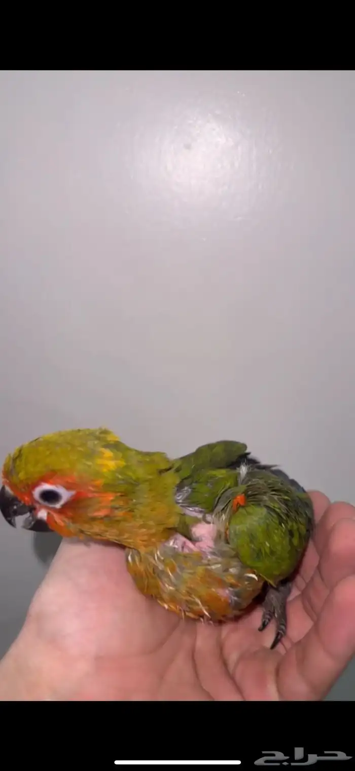 فرخ صن كنيور 2