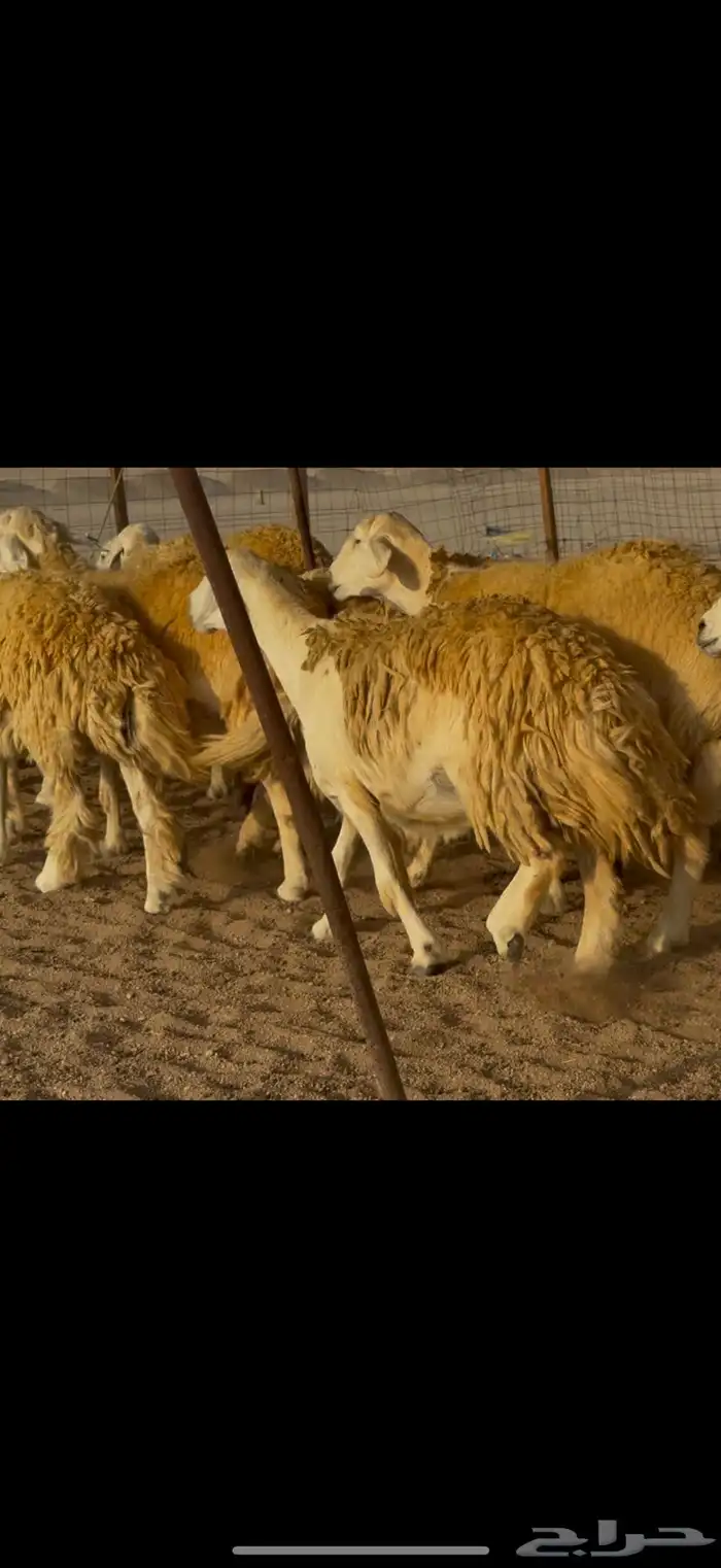 سلام عليكم ورحمة الله وبركاته 5