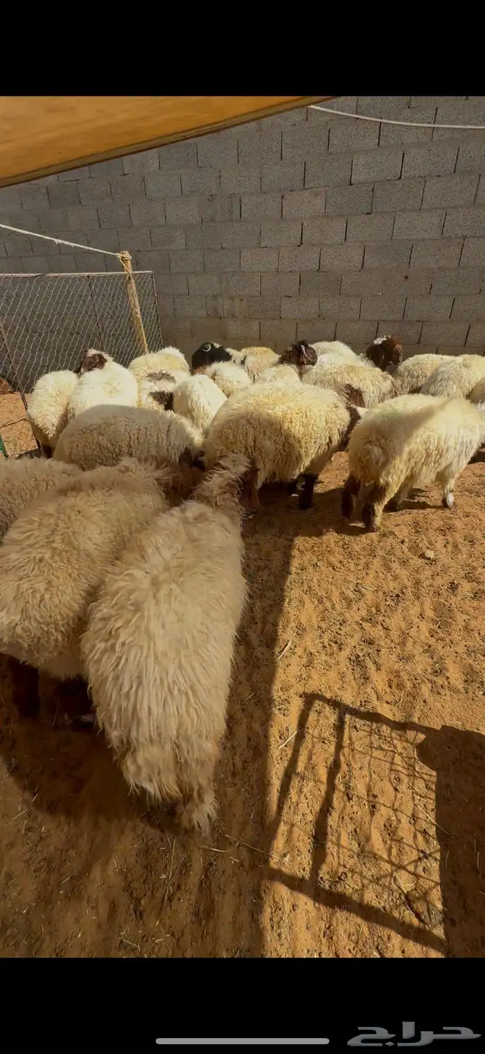 نعيم بلدي جبر للمناسبات تقييم 100 زبون تمارا 0