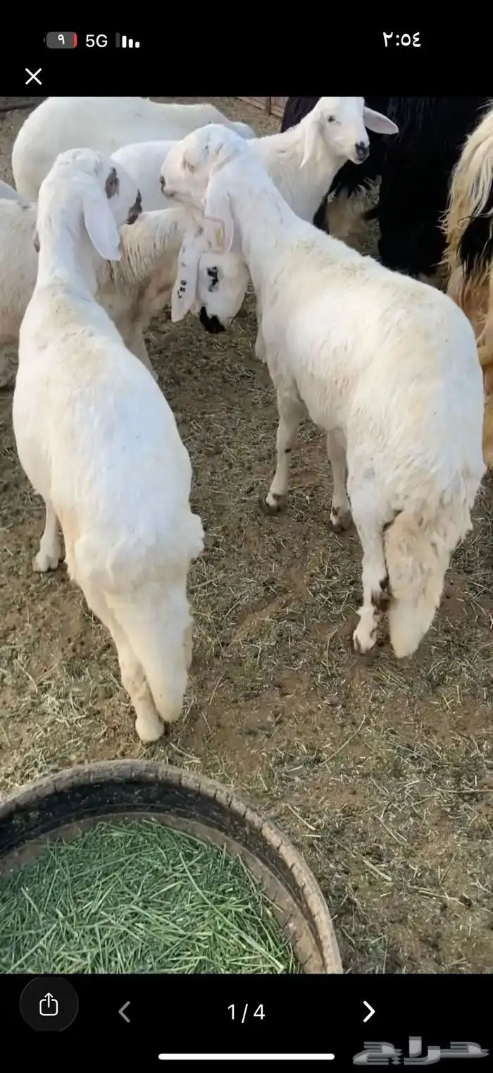 سواكني مرابي 5 شهور جذعان شرط 0