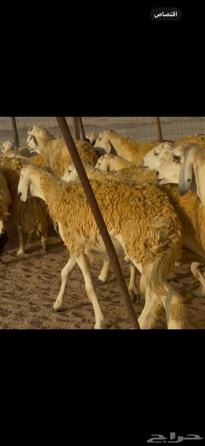 سلام عليكم ورحمة الله وبركاته 8