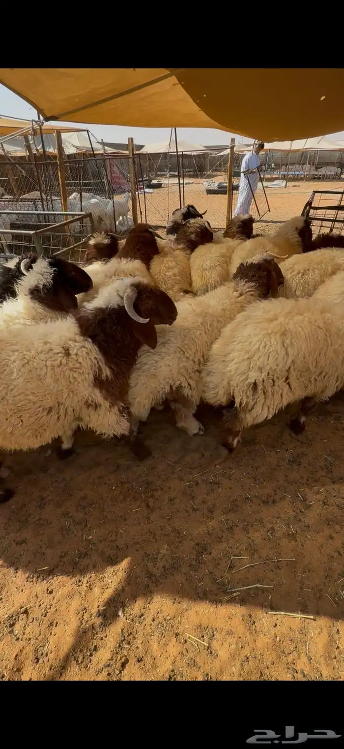 نعيم بلدي جبر للمناسبات تقييم 100 زبون تمارا 3