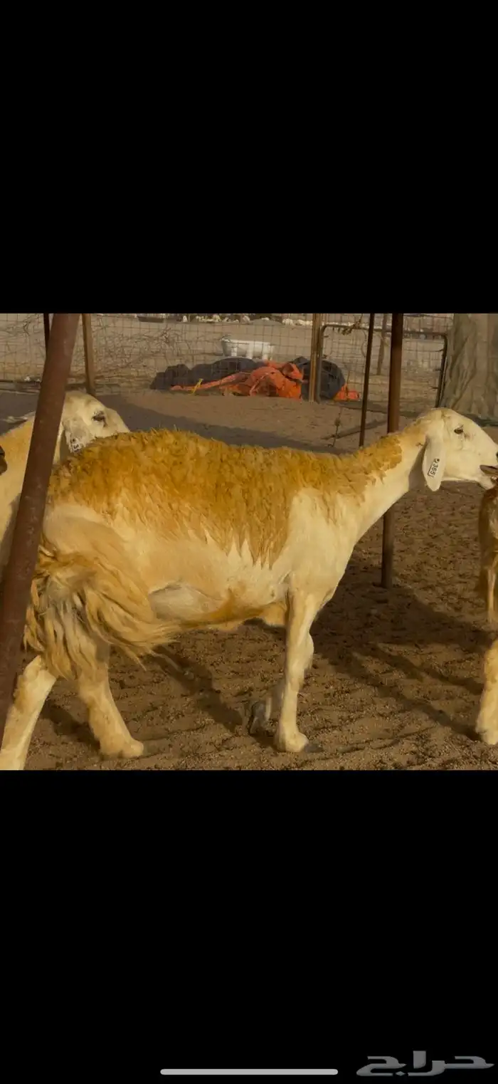 سلام عليكم ورحمة الله وبركاته 14