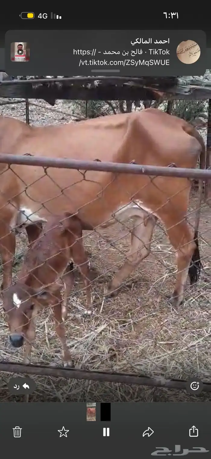 بقره منتوجه موصفاته عند راعيه 0