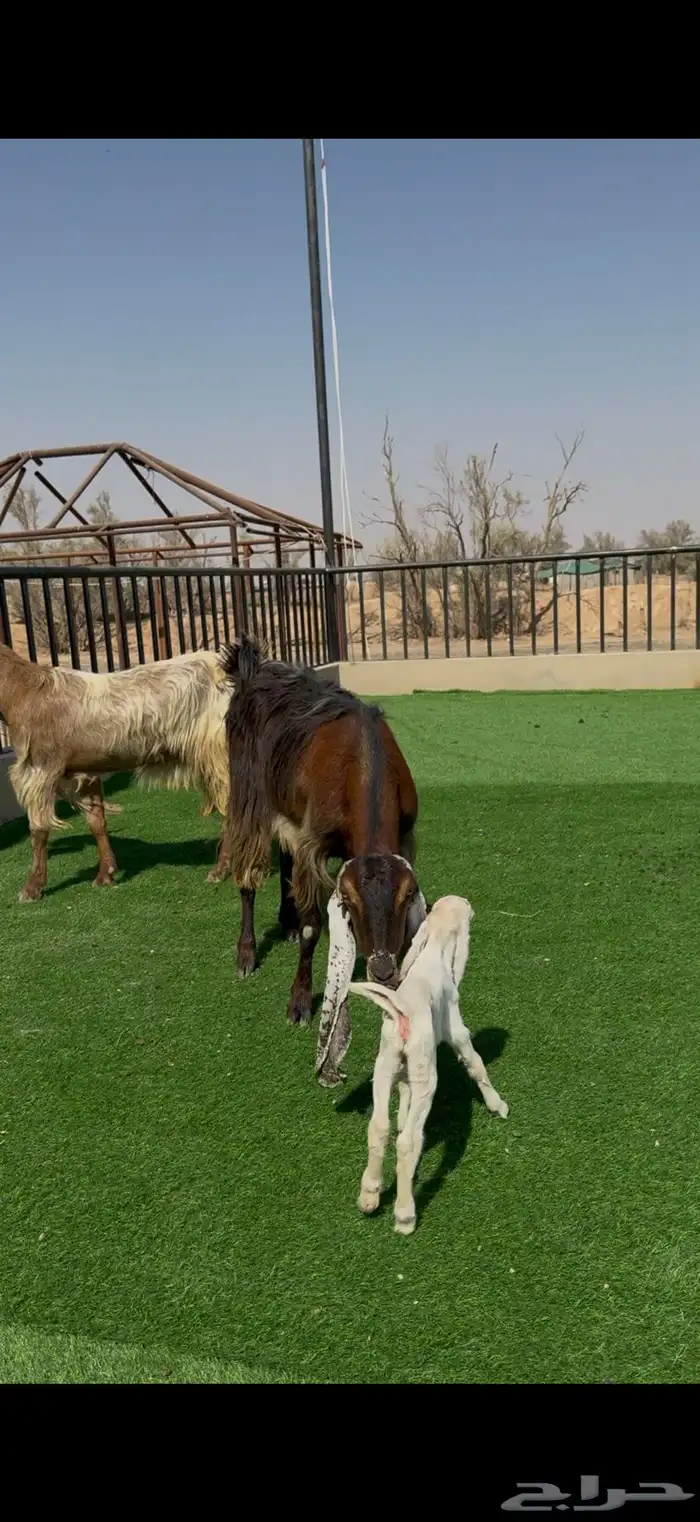 معزا جروم فاخره ولون مميز مواليد 1