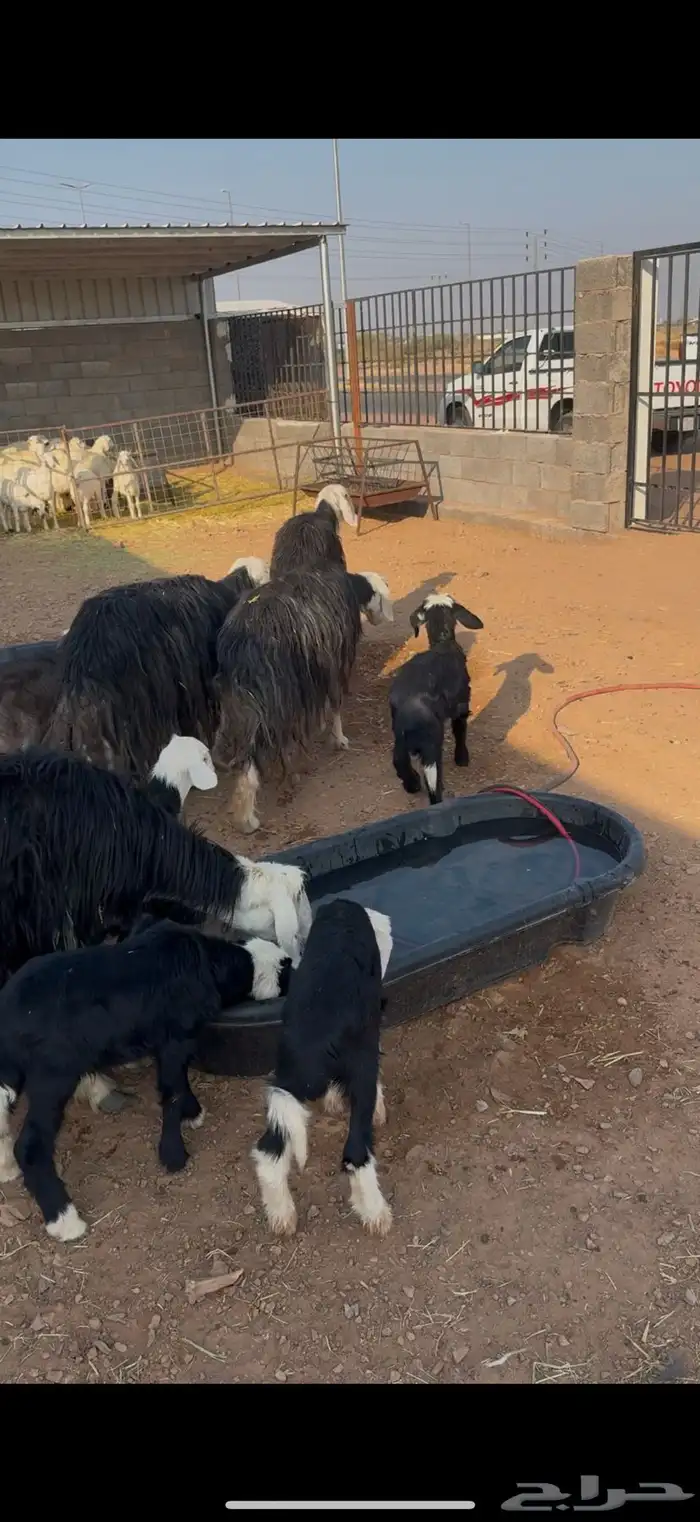 ضان نجد ولد 0