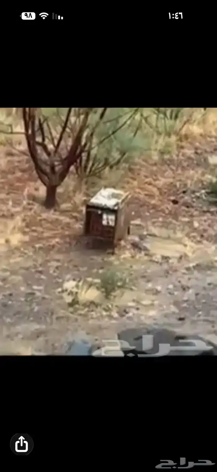 نحل بلدي خلاياء عدد 4 صيد جبلي ب 500ريال الاربع 0