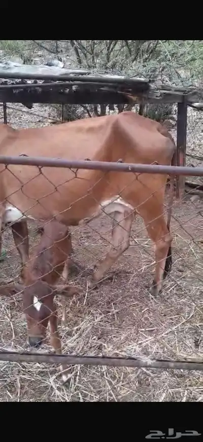 بقره منتوجه موصفاته عند راعيه index