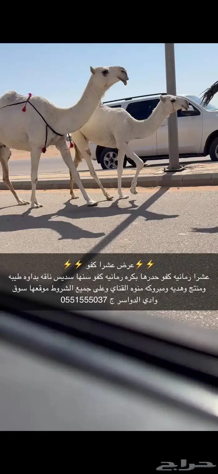 عشرا كفو حدرها بكره 0