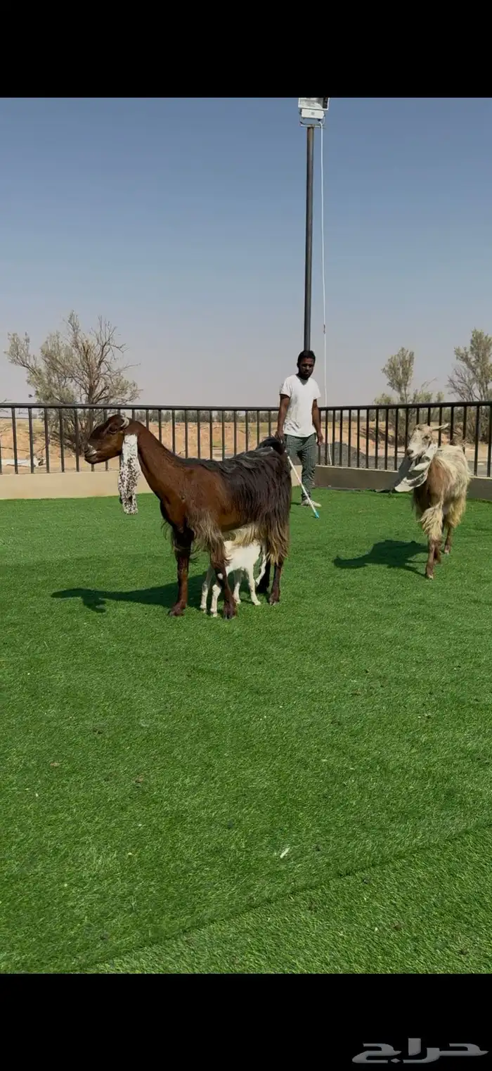 معزا جروم فاخره ولون مميز مواليد 2