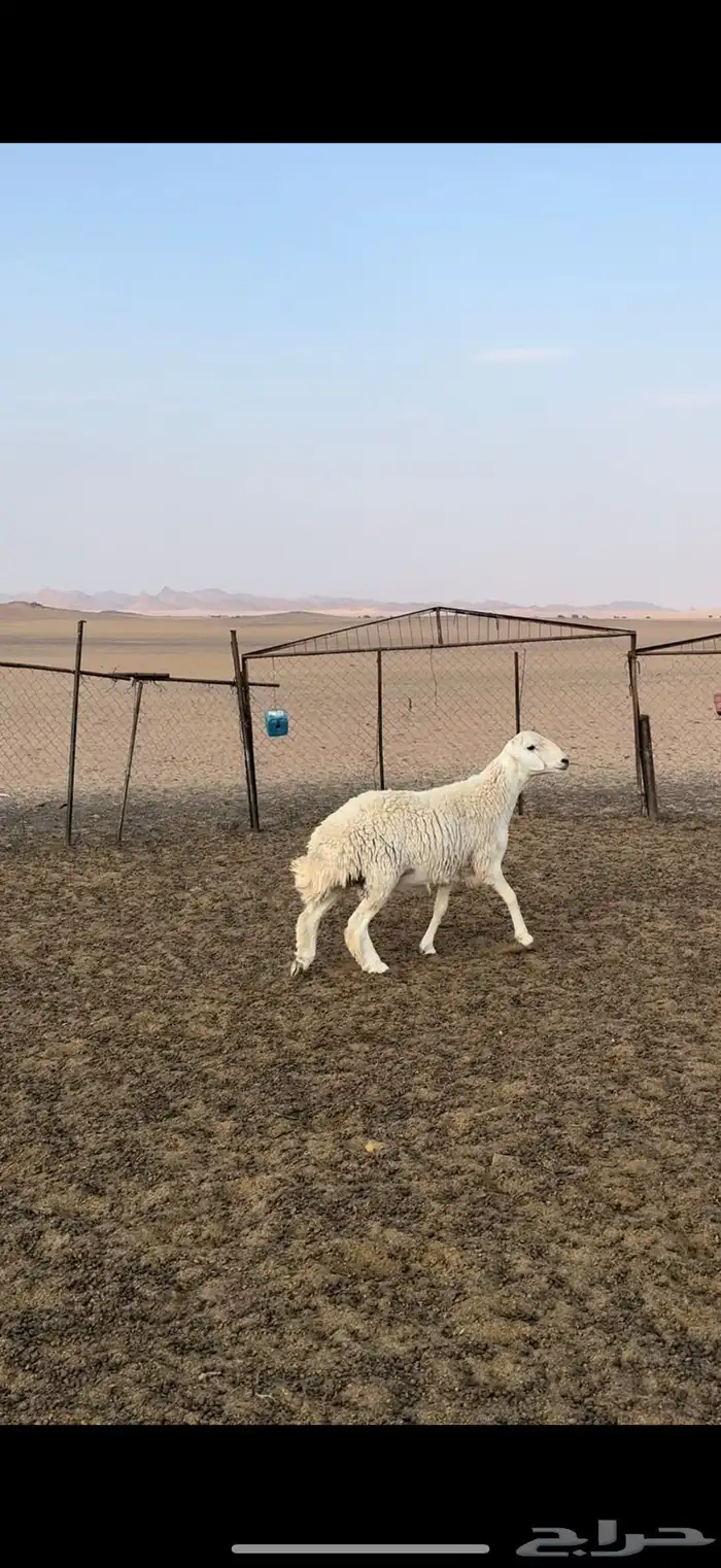 فحل حري مشروط(تم البيع) 1