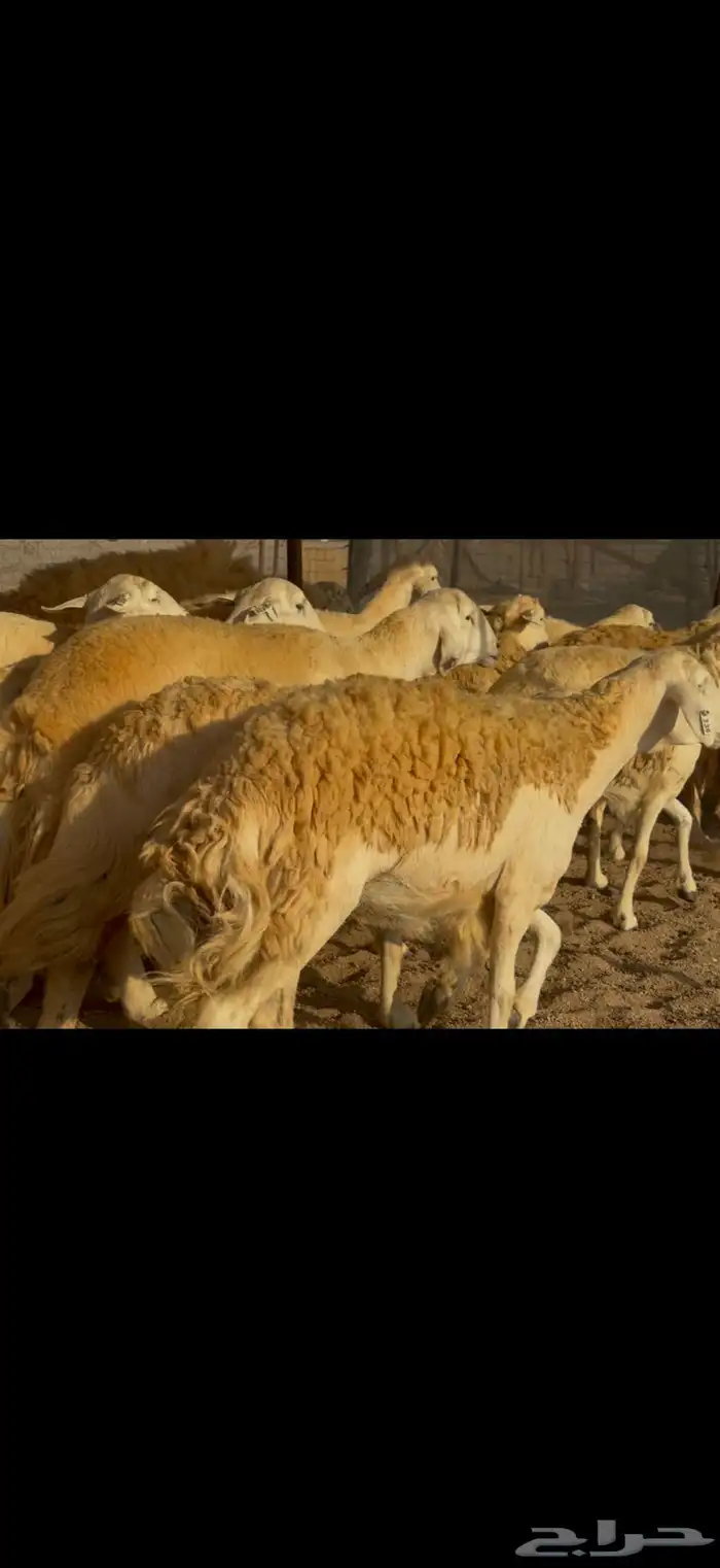 سلام عليكم ورحمة الله وبركاته 2