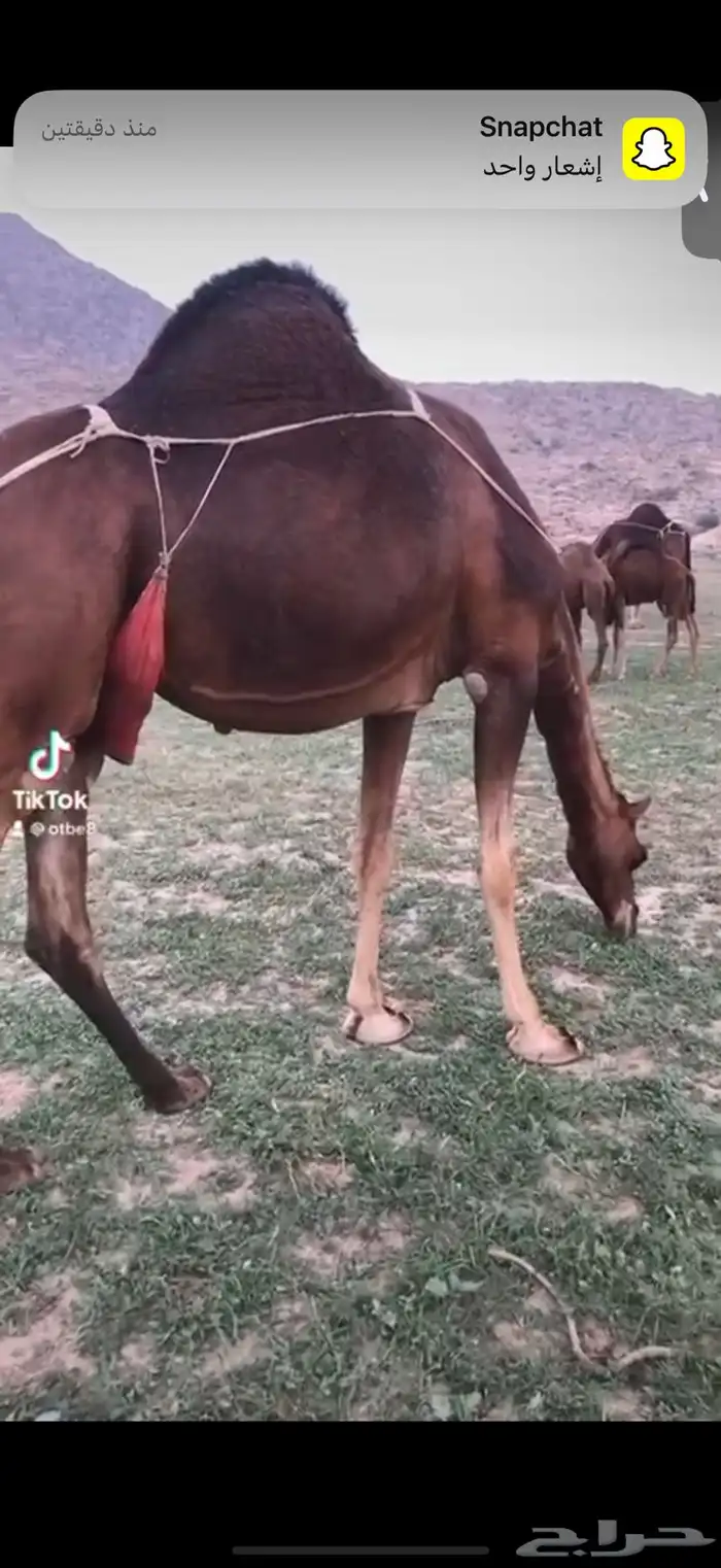 قعود احمر دم مشروع فحل 5