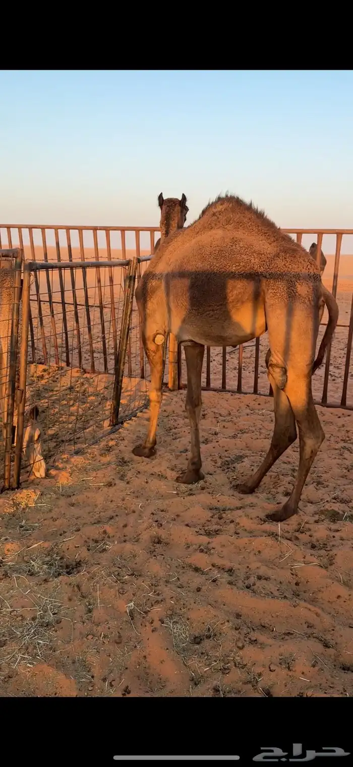 للبيع حشوان قعدان وبكار قصب 0