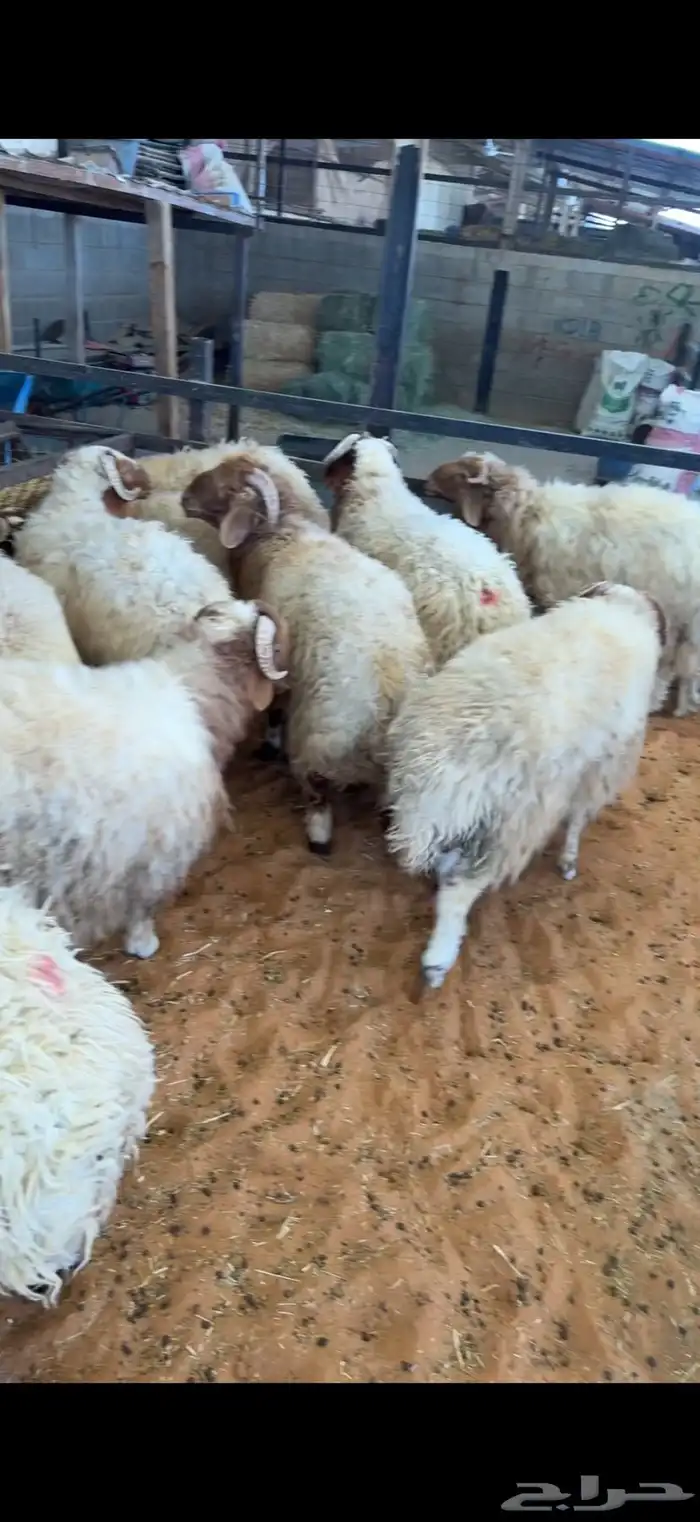 نعيمي بلدي بري مشروط 3