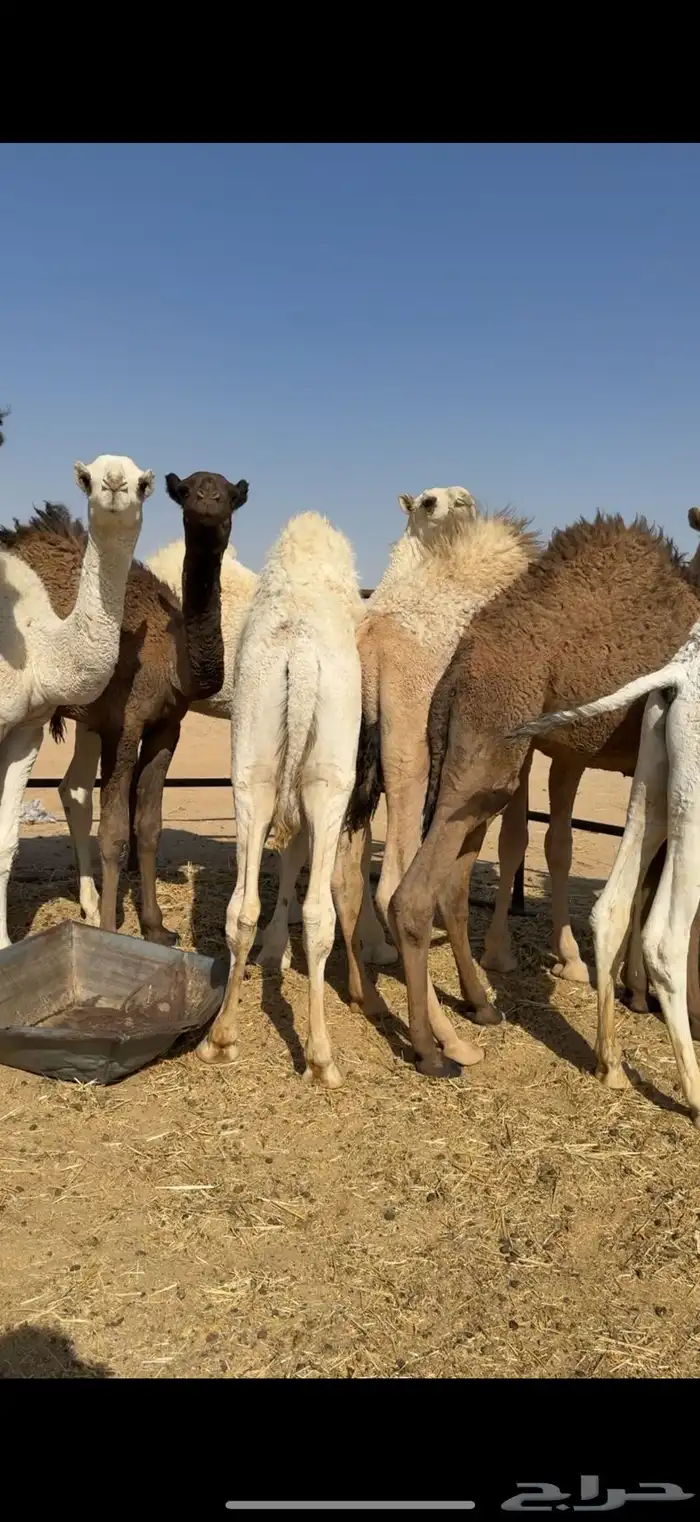 قعدان قصب ع الحليب 3