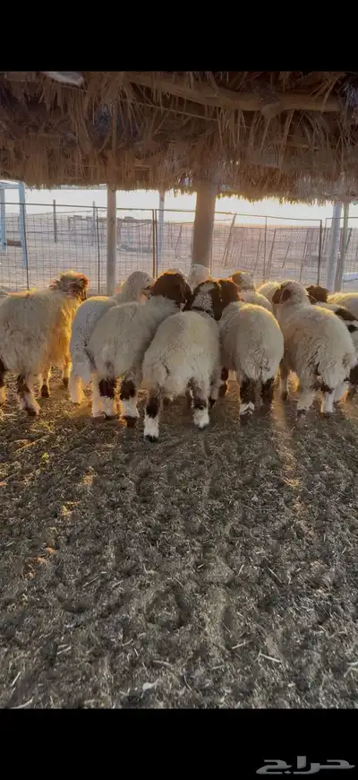 نعيم وحري index