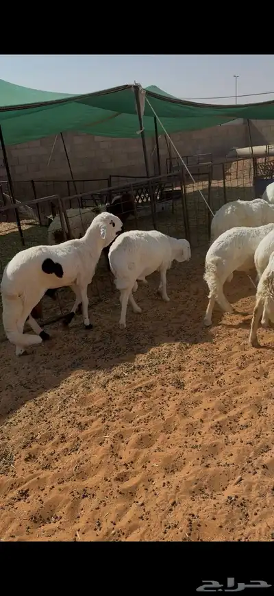 سواكن مرابي شحم والعلف نظيف شرط index