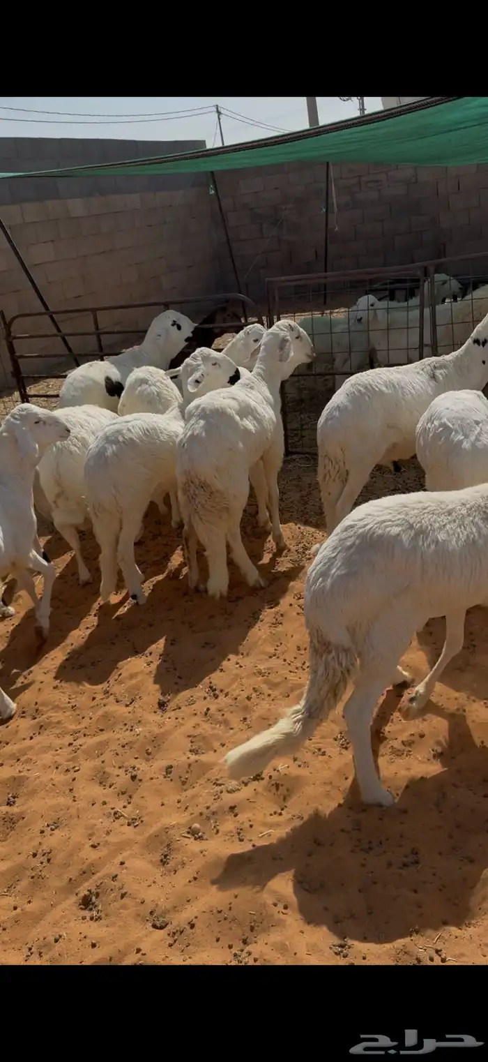 سواكن مرابي شحم والعلف نظيف شرط 2